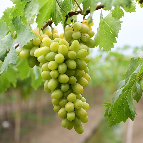 Winery Hoses